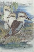 John Gould, Great Brown Kingfisher (Dacelo gigantiea)